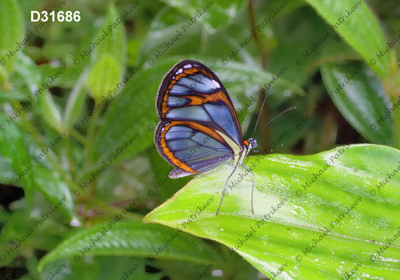 Agnosia Glasswing (Ithomia agnosia)